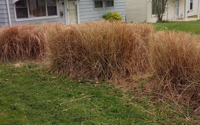 Photo of Jennifer W.'s yard after getting landscaping in Washington, MO