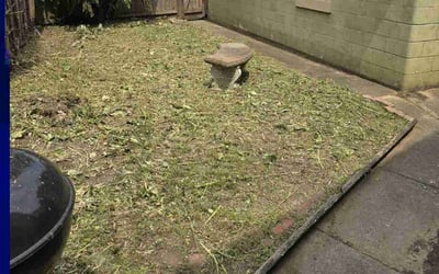 Photo of Laura M.'s yard after getting tree care in Louisville, KY
