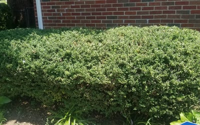 Photo of Jeff B.'s yard after getting landscaping in White Bluff, TN