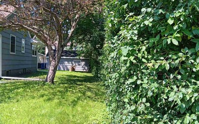 Photo of Patrick M.'s yard after getting landscaping in Baldwin, WI