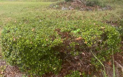 Photo of Mary A.'s yard after getting lawn care in Helena, AL