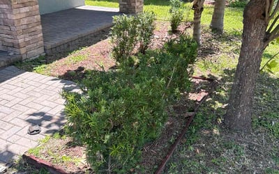 Photo of Daniel C.'s yard after getting tree care in Crystal Beach, FL