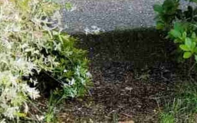 Photo of Seawon K.'s yard after getting tree care in Everett, WA