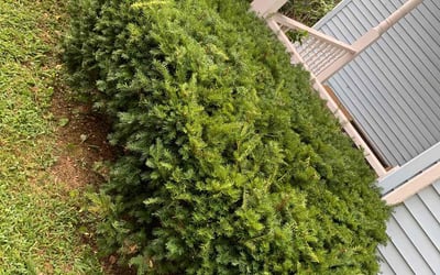 Photo of Katelynn D.'s yard after getting tree care in Nashville, TN