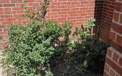 Photo of Willie C.'s yard after getting landscaping in Fort Worth, TX