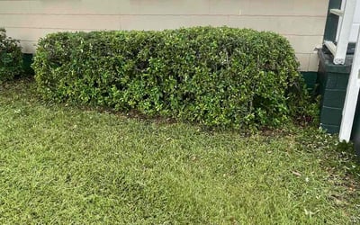Photo of Kimberly C.'s yard after getting tree care in Quincy, FL