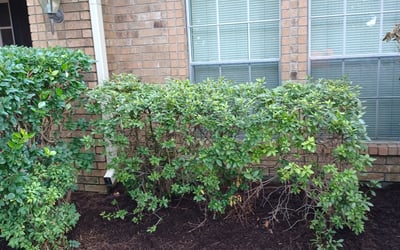 Photo of Judy B.'s yard after getting landscaping in Hempstead, TX
