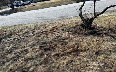 Photo of Mark S.'s yard after getting landscaping in North Kingstown, RI