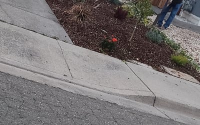 Photo of Monique A.'s yard after getting tree care in San Jose, CA