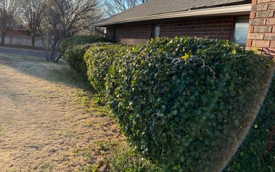 Photo of David M.'s yard after getting landscaping in Chickasha, OK