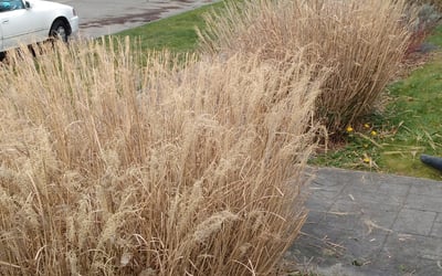 Photo of Jessica H.'s yard after getting landscaping in Preston, WA