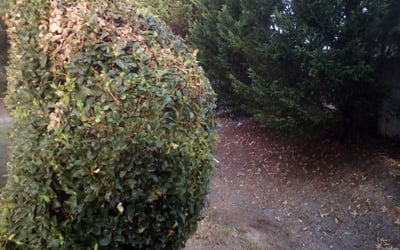 Photo of Beth S.'s yard after getting landscaping in Bowdon Junction, GA