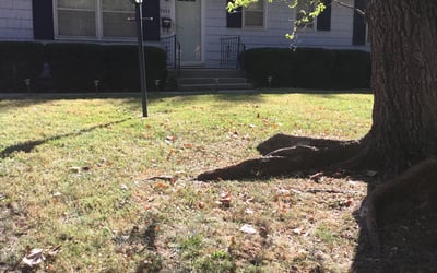 Photo of James R.'s yard after getting tree care in Kansas City, MO