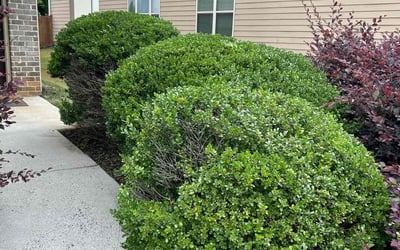 Photo of Anthony G.'s yard after getting landscaping in Cumming, GA