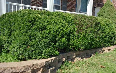 Photo of Judith C.'s yard after getting landscaping in Imperial, MO