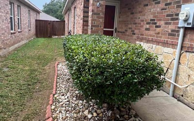 Photo of Glennis D.'s yard after getting tree care in Cleburne, TX