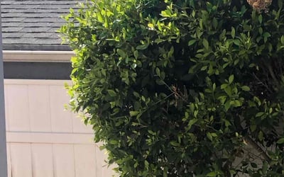 Photo of Bill R.'s yard after getting landscaping in Valencia, CA