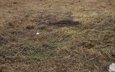 Photo of Melvin C.'s yard after getting landscaping in Valencia, CA