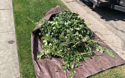 Photo of Brian M.'s yard after getting landscaping in Broadway, OH