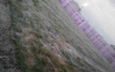 Photo of Maria M.'s yard after getting landscaping in Bailey, CO