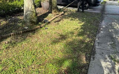 Photo of John S.'s yard after getting tree care in Clearwater Beach, FL