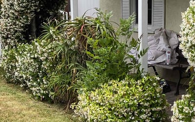 Photo of Renee C.'s yard after getting lawn care in Van Nuys, CA