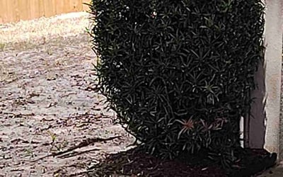 Photo of Jane L.'s yard after getting landscaping in Clermont, FL