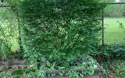 Photo of Aaron S.'s yard after getting landscaping in Parkville, MD