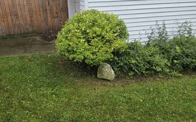 Photo of Wynchell N.'s yard after getting tree care in Malvern, PA