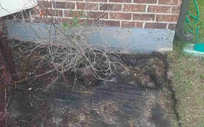 Photo of Emily W.'s yard after getting landscaping in New Orleans, LA