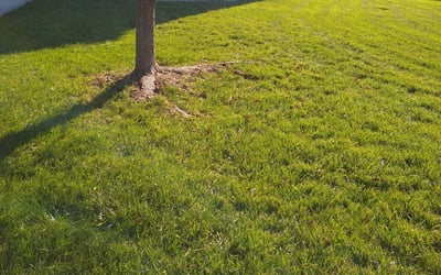 Photo of Mark J.'s yard after getting landscaping in Oilville, VA