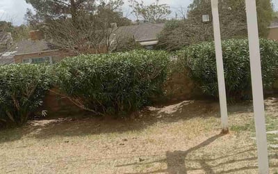 Photo of Diane C.'s yard after getting landscaping in San Elizario, TX