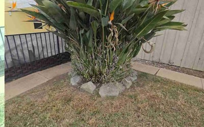 Photo of Julie E.'s yard after getting landscaping in La Jolla, CA