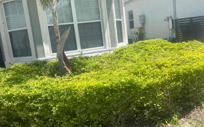 Photo of Michael M.'s yard after getting lawn care in Lady Lake, FL