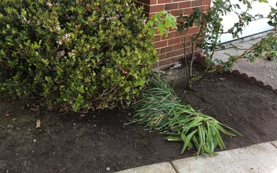 Photo of Matthew A.'s yard after getting landscaping in Powells Point, NC