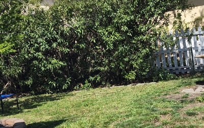 Photo of Elizabeth K.'s yard after getting landscaping in Guerneville, CA
