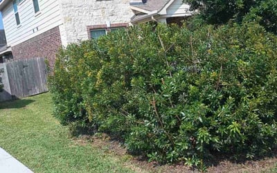 Photo of Alicia S.'s yard after getting landscaping in Orchard, TX