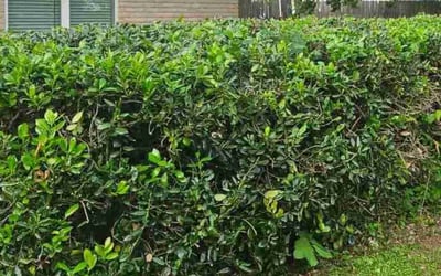 Photo of Ashley M.'s yard after getting landscaping in The Colony, TX