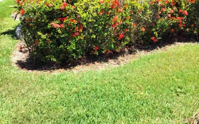 Photo of Jeanne H.'s yard after getting tree care in Sun City Center, FL