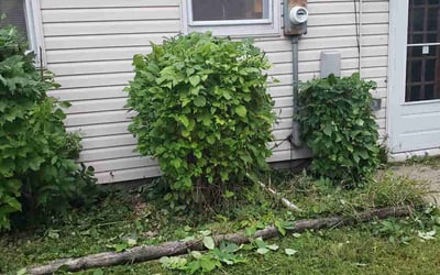 Photo of Jackie W.'s yard after getting landscaping in Clear Lake, MN