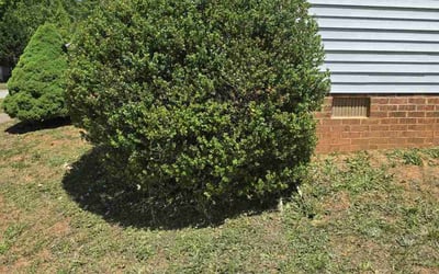 Photo of lola s.'s yard after getting lawn care in High Point, NC