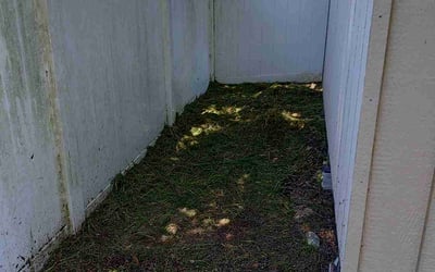 Photo of Domenic A.'s yard after getting tree care in Longwood, FL