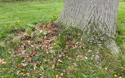 Photo of Jeffrey L.'s yard after getting landscaping in Hilton, NY