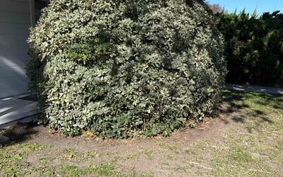 Photo of Healani A.'s yard after getting lawn care in Fresno, CA