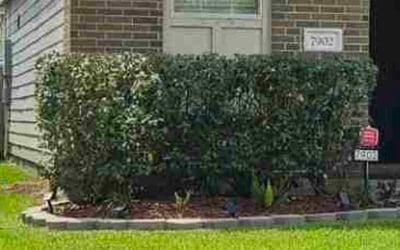 Photo of Adrian A.'s yard after getting tree care in Dayton, TX