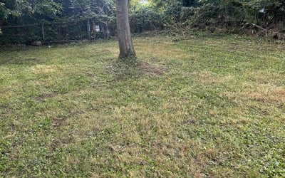 Photo of Wayne M.'s yard after getting landscaping in O Fallon, MO