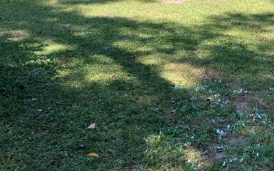 Photo of Greg S.'s yard after getting landscaping in Saint Marks, FL