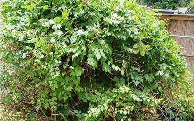 Photo of Zachary S.'s yard after getting tree care in New Caney, TX