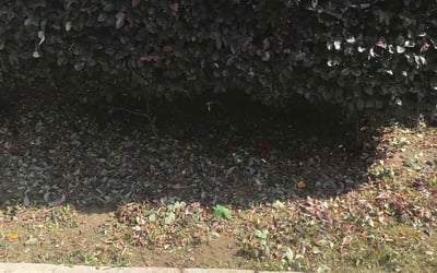 Photo of Kimberly C.'s yard after getting landscaping in White Marsh, VA