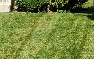 Photo of Mark B.'s yard after getting landscaping in Latonia, KY